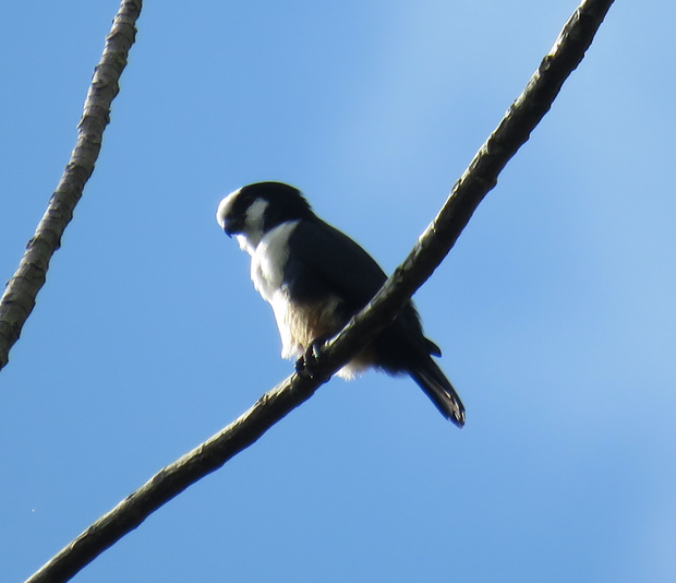 White-fronted Falconet - ML25878321