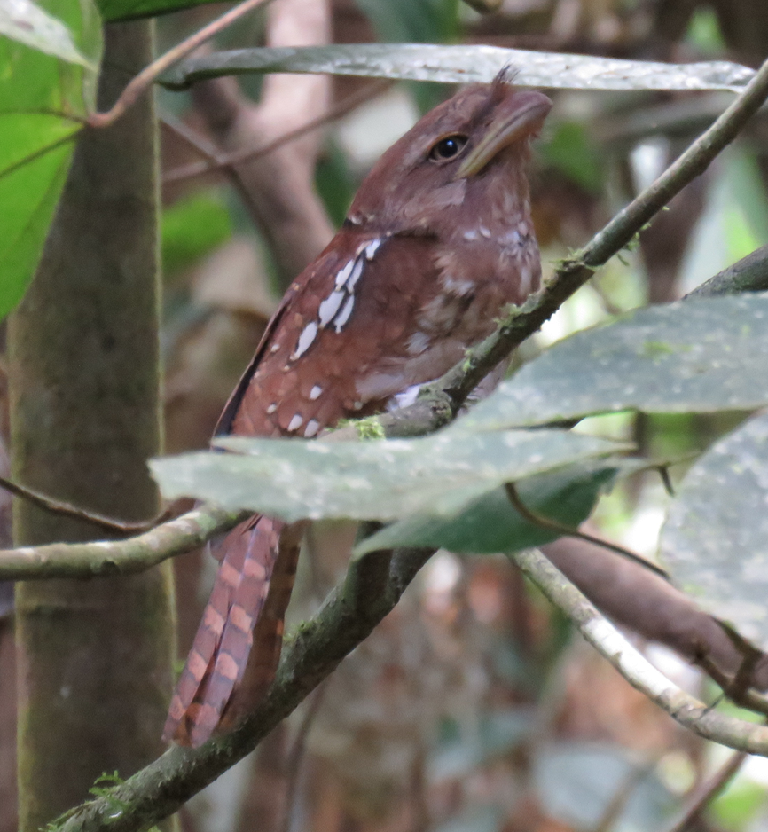 Gould's Frogmouth - Will Baxter-Bray