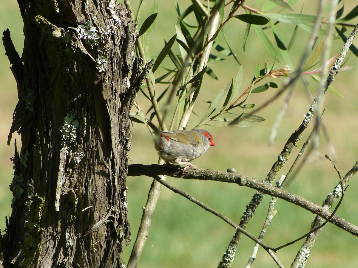 Red-browed Firetail - David Vickers