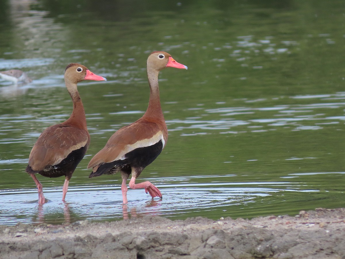 Black-bellied Whistling-Duck - Alfonso Auerbach