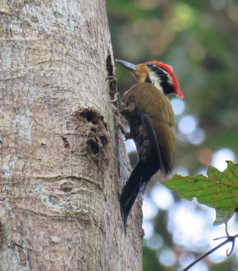 Olive-backed Woodpecker - Will Baxter-Bray