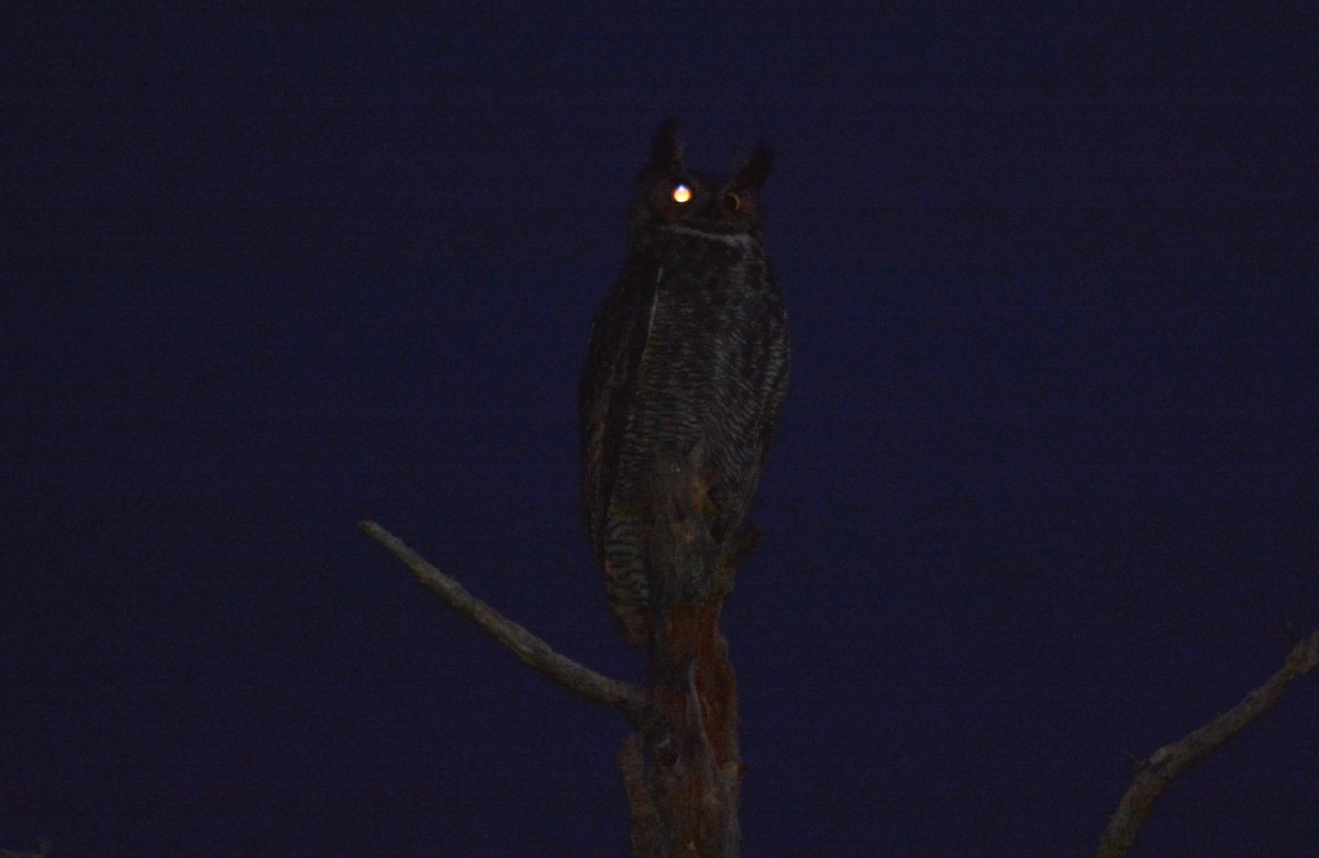 Great Horned Owl - ML25880491