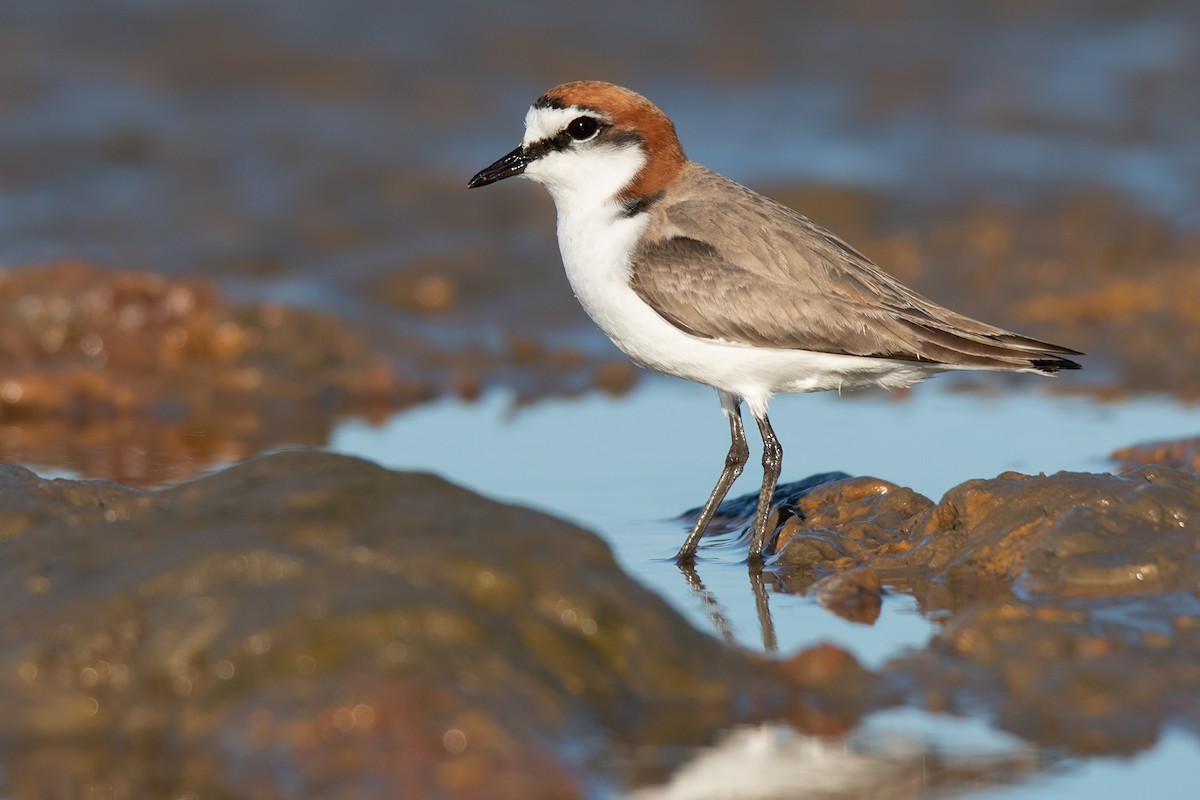 Red-capped Plover - ML258805861