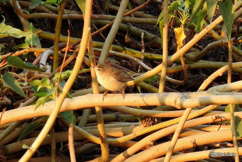 Booted Warbler - Mittal Gala