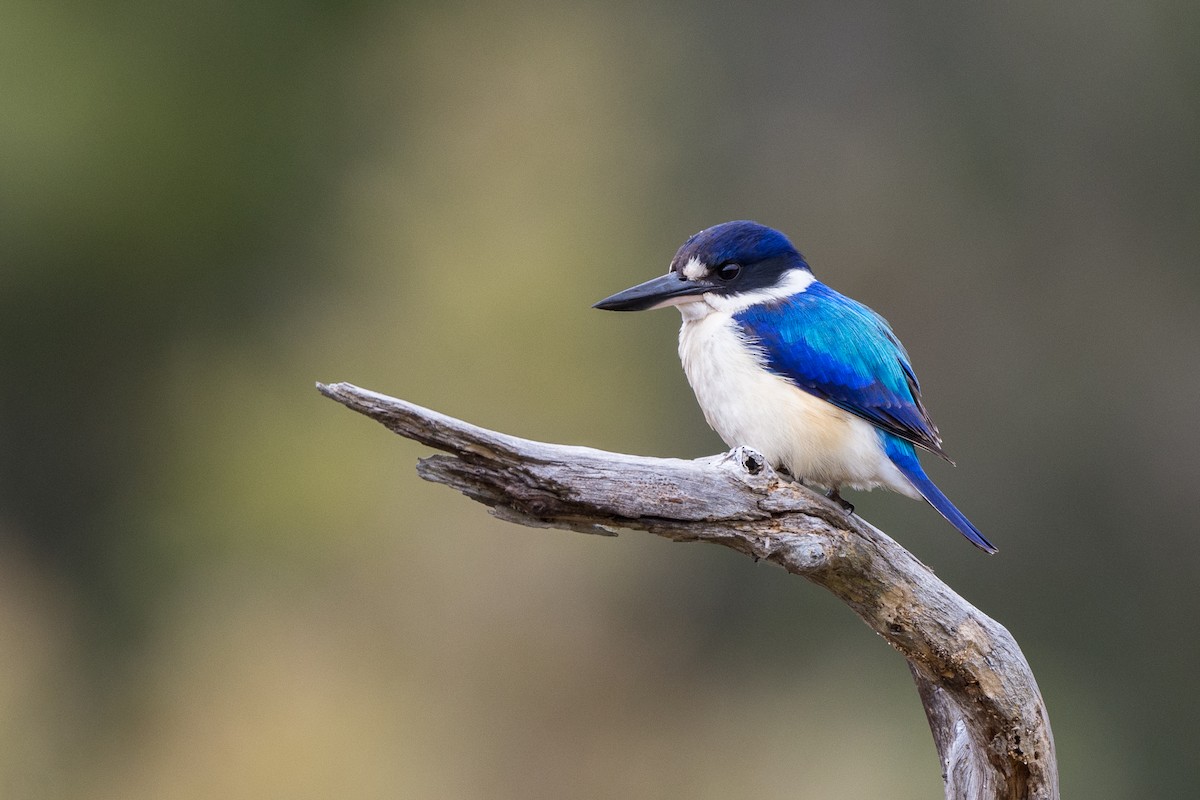 Forest Kingfisher - ML258806891