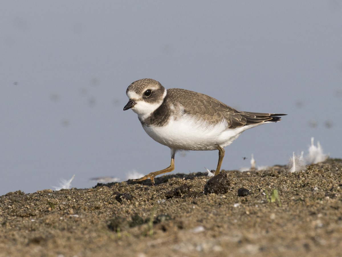 Semipalmated Plover - ML258810421