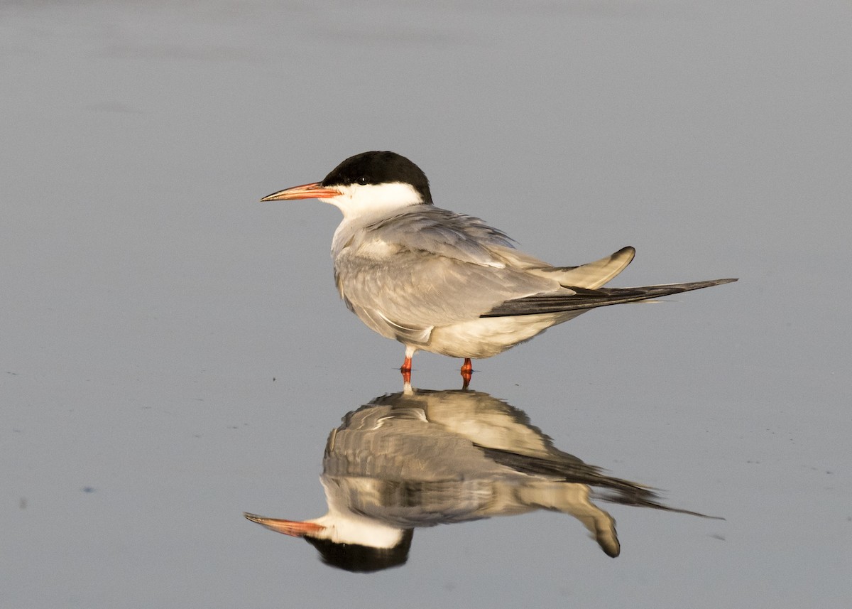 Common Tern - ML258810651