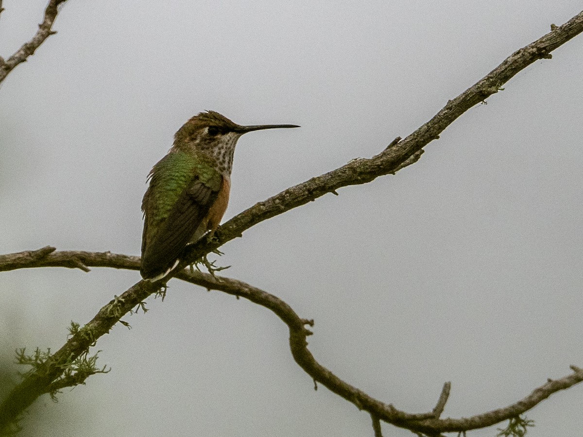 Rufous Hummingbird - Carol Greenstreet