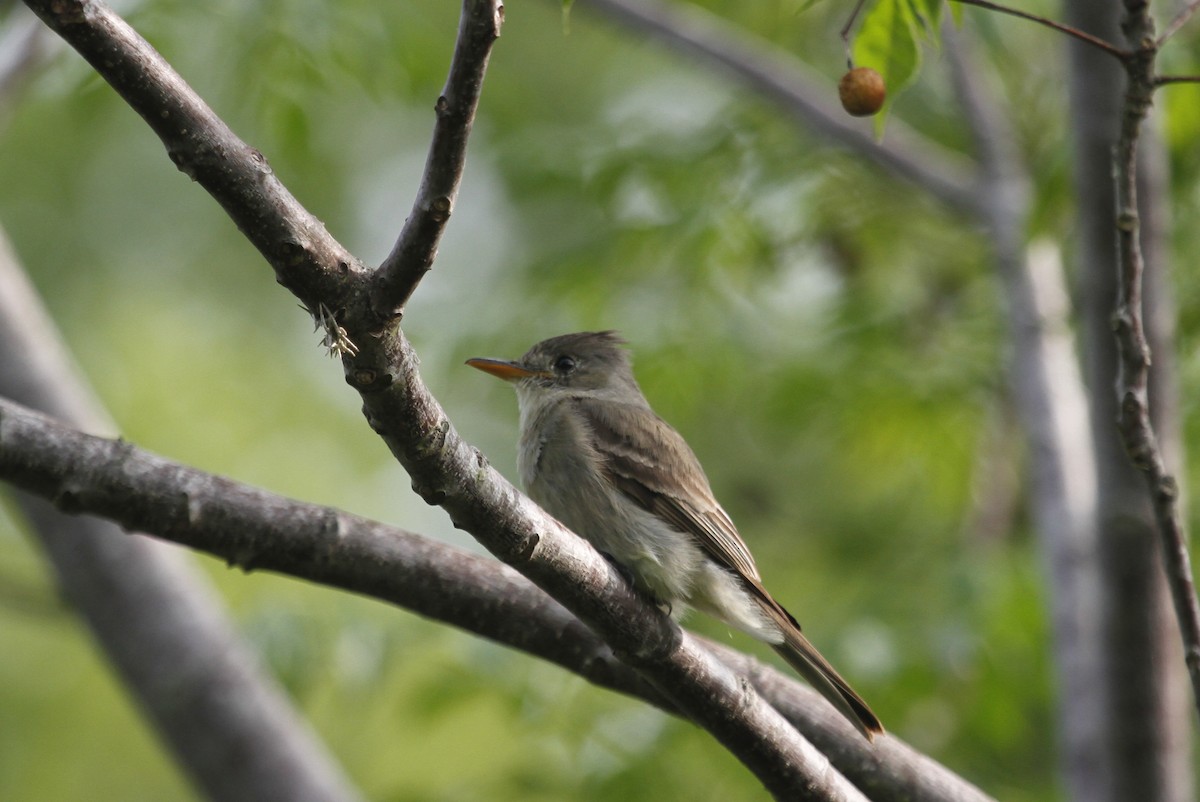 Greater Pewee - ML25881541