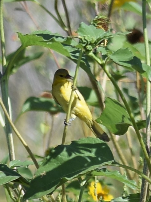Orchard Oriole - ML258818461