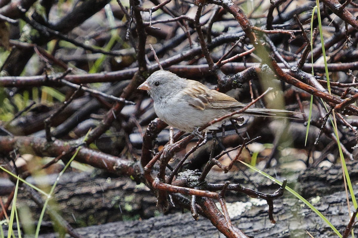 Black-chinned Sparrow - ML258820591