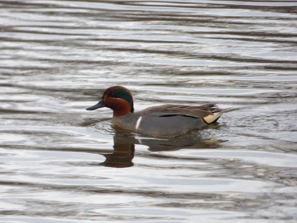 Green-winged Teal - ML25882061