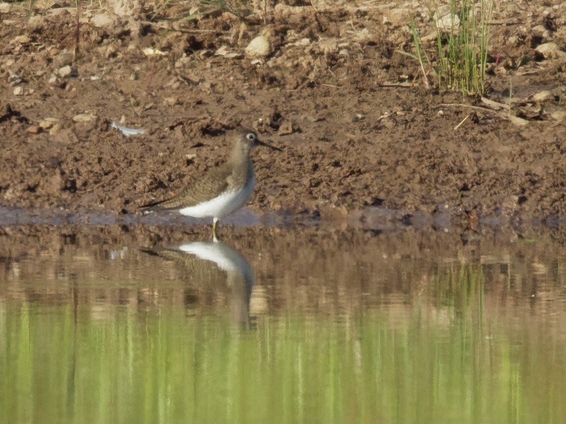 Solitary Sandpiper - Dina Perry