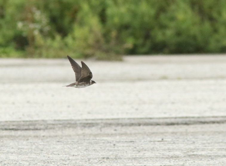 Purple Martin - ML258822841