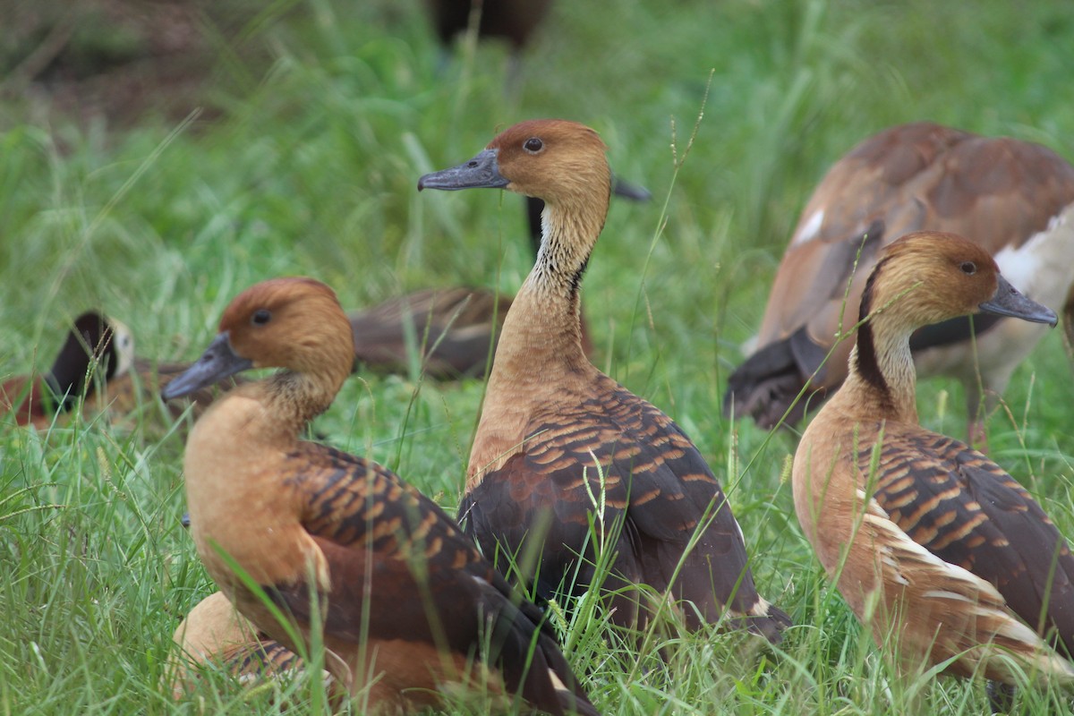 Fulvous Whistling-Duck - ML258823991