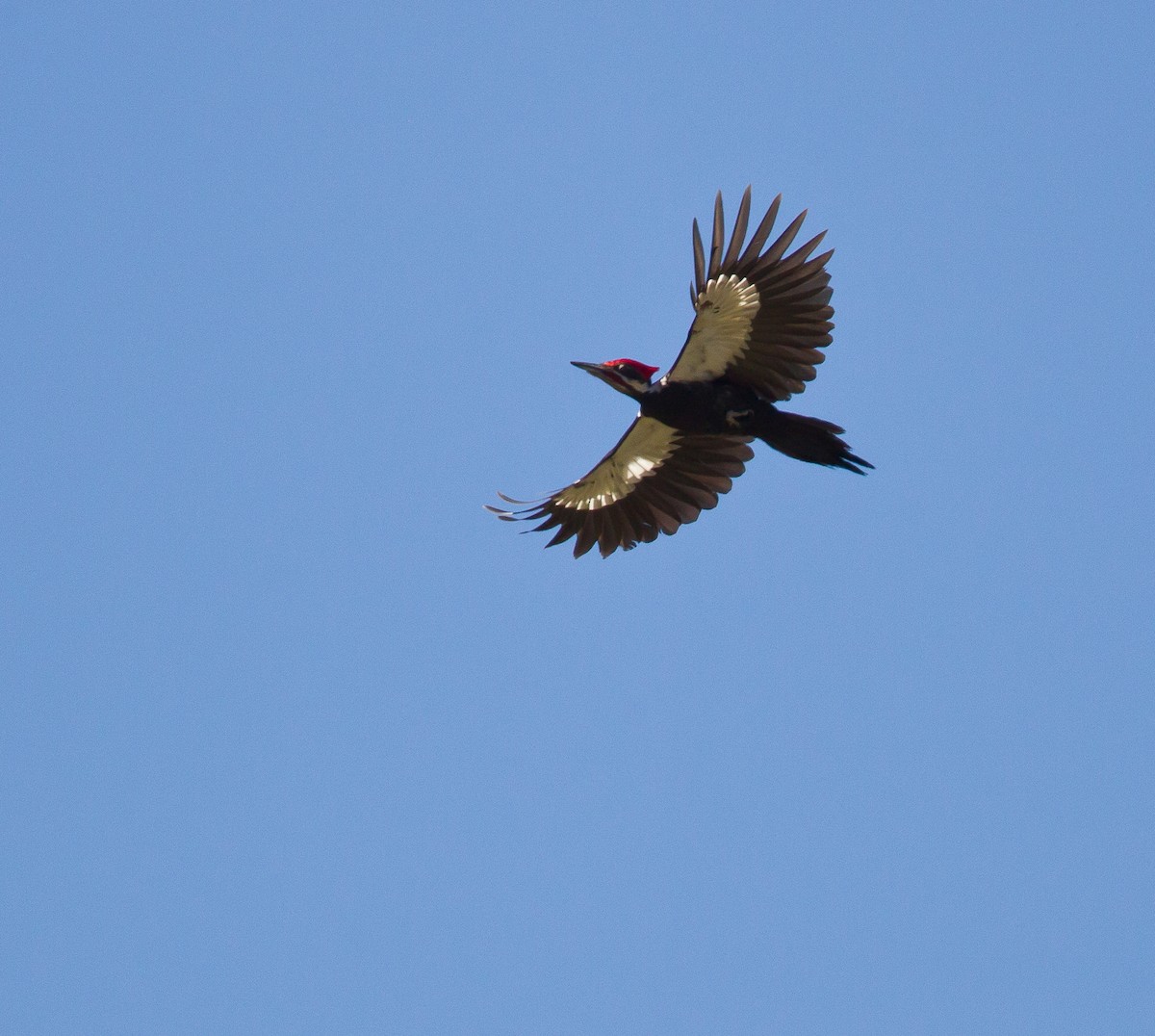 Pileated Woodpecker - ML258825701