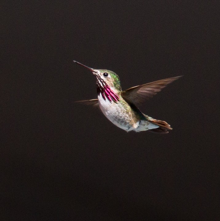 Calliope Hummingbird - ML258826041
