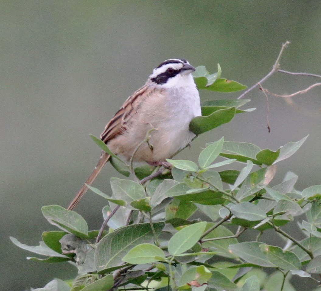 Stripe-headed Sparrow - ML258826651