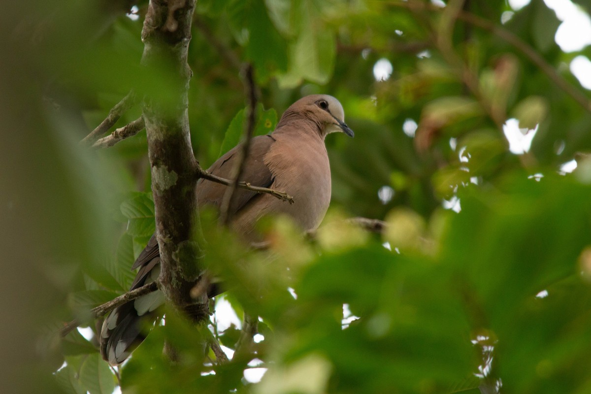 Gray-fronted Dove - ML258830071