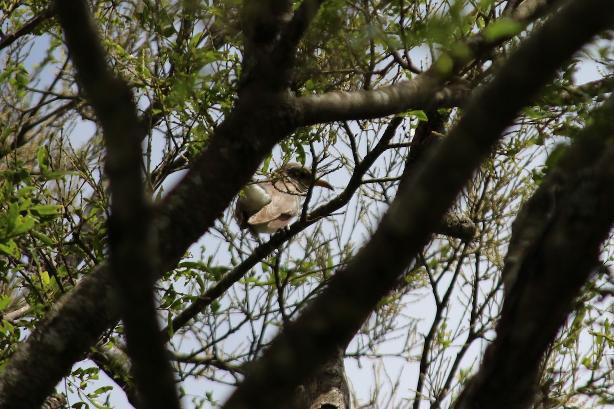 Pearly-breasted Cuckoo - ML258831251