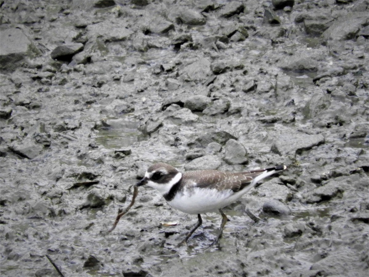 Semipalmated Plover - ML258831721