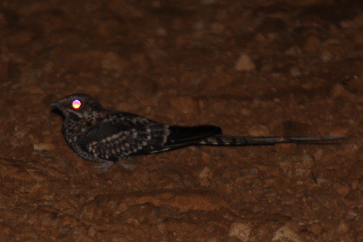 Scissor-tailed Nightjar - ML258831841