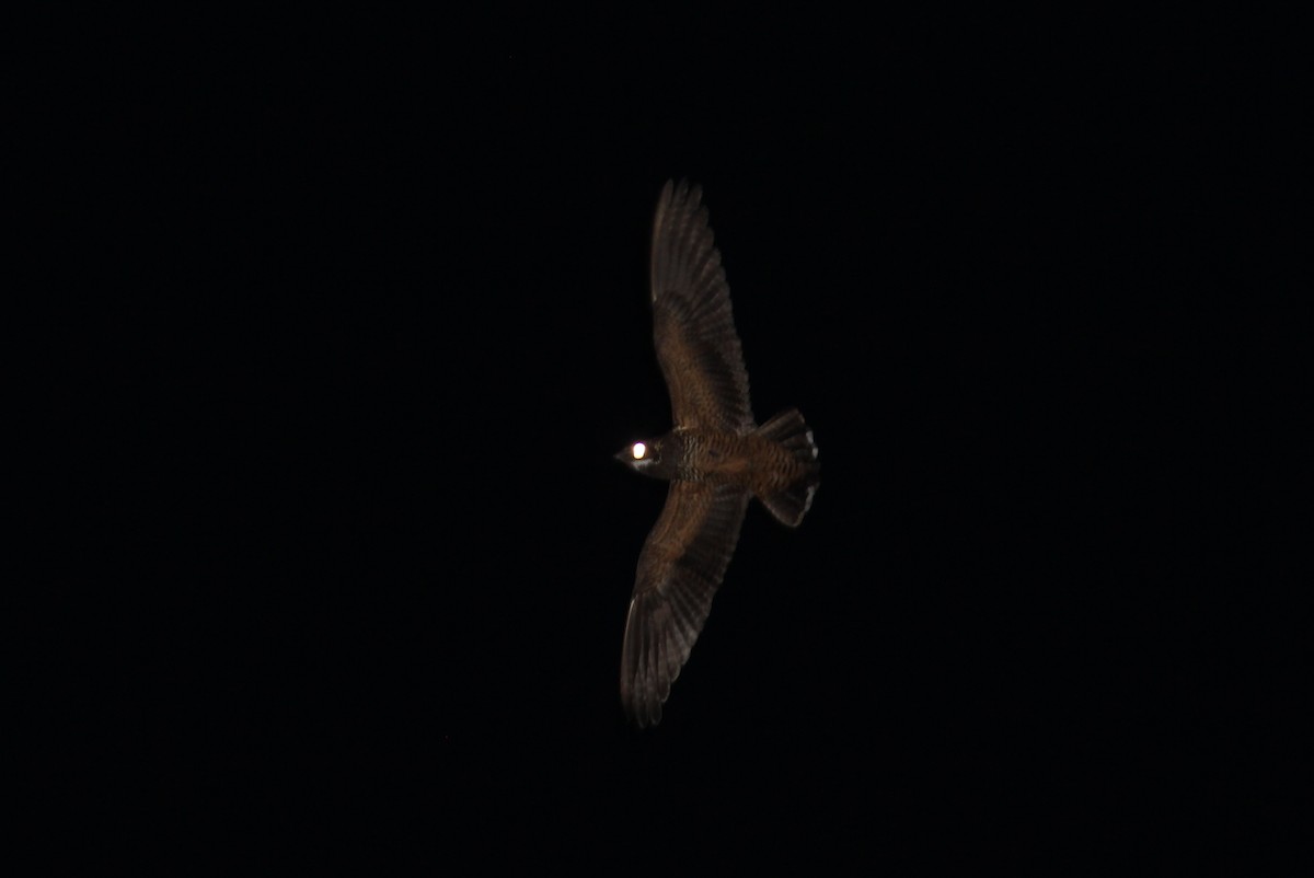 Short-tailed Nighthawk - ML258831881