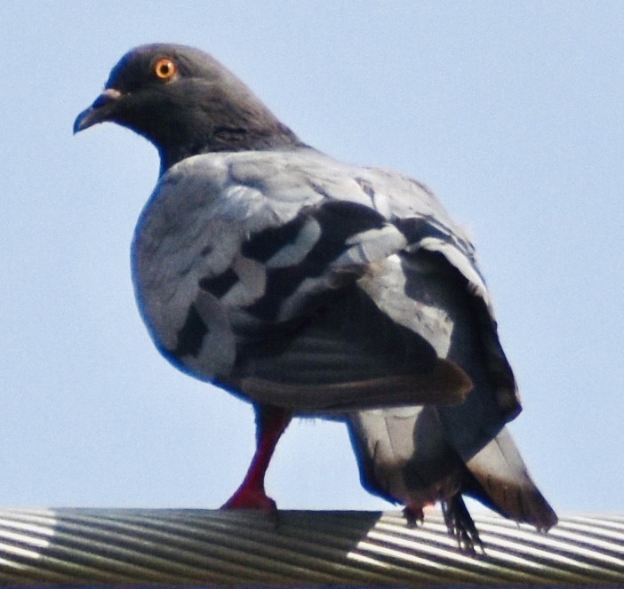 Rock Pigeon (Feral Pigeon) - ML258837271