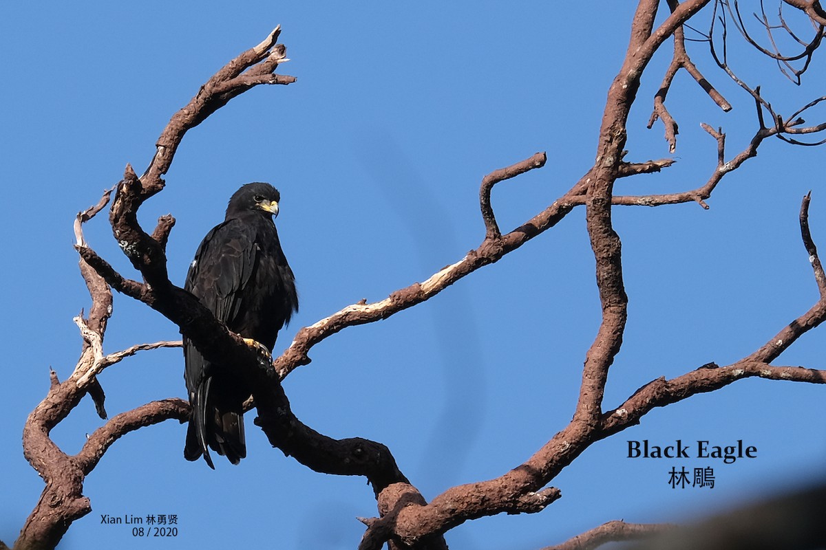 Black Eagle - Lim Ying Hien