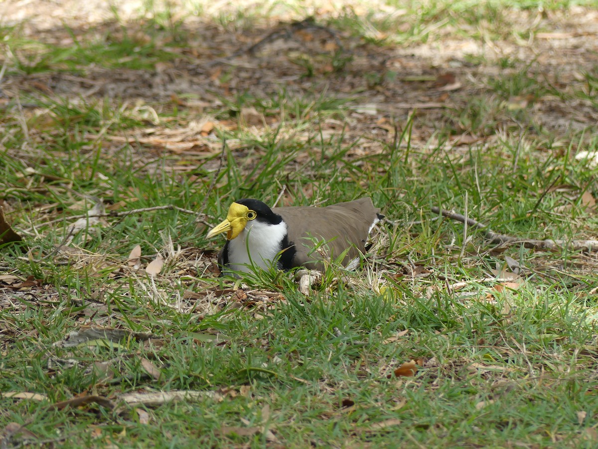 Masked Lapwing - Andrew Sides