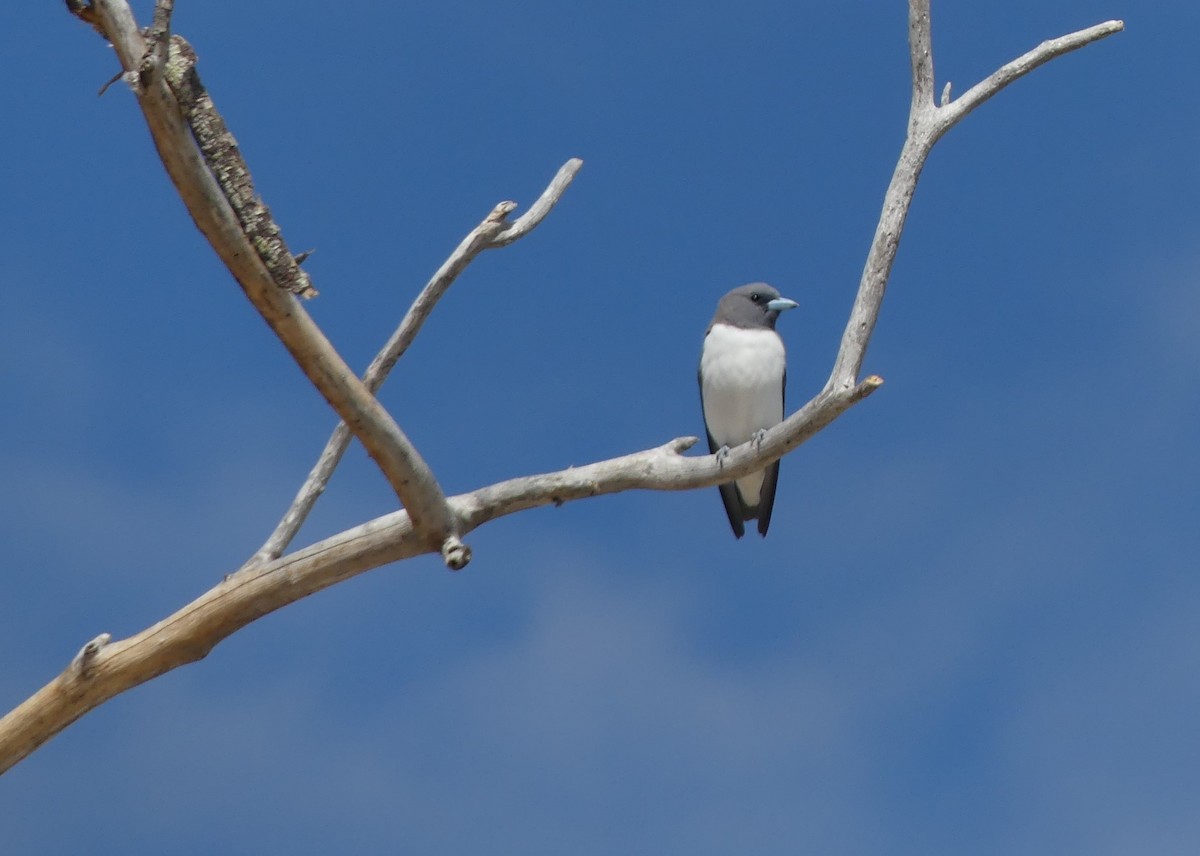White-breasted Woodswallow - Andrew Sides