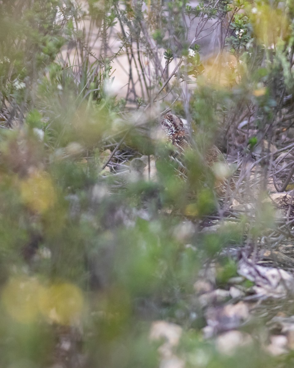 Painted Buttonquail - ML258843371