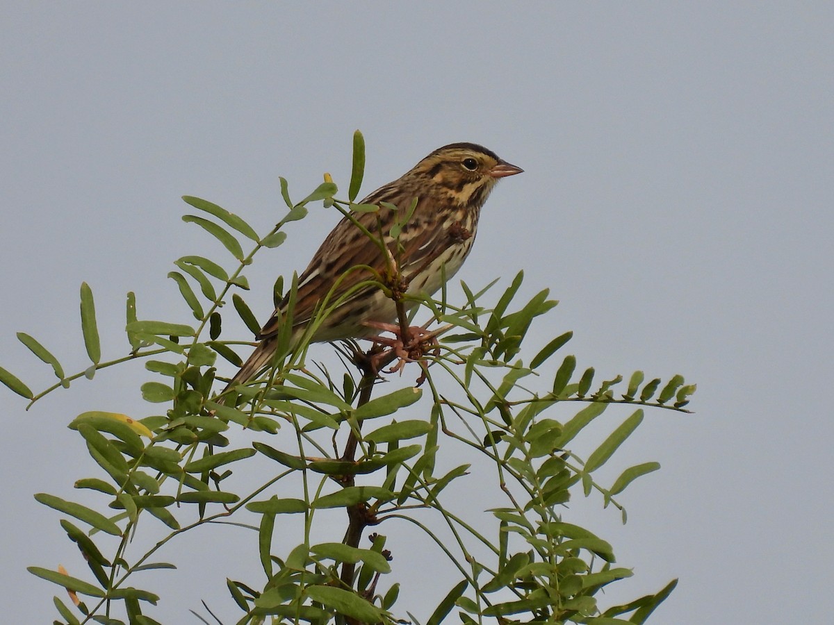 Savannah Sparrow - ML258844851