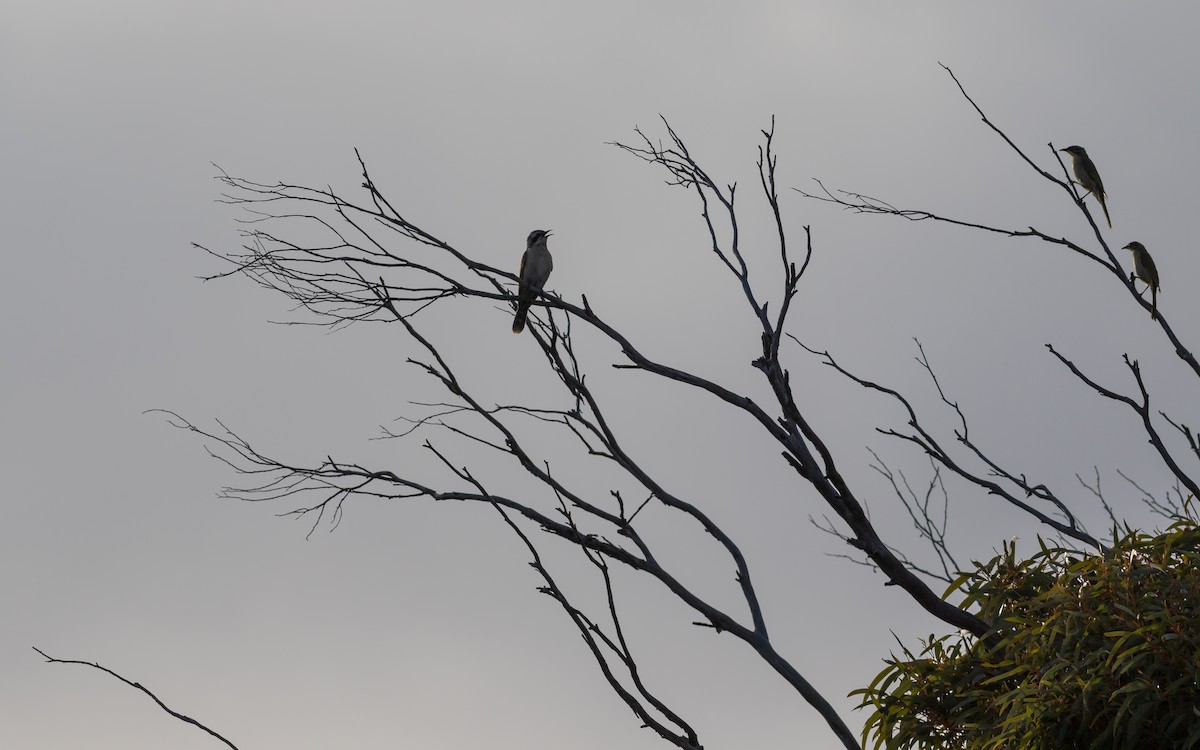 Black-eared Cuckoo - ML258846011