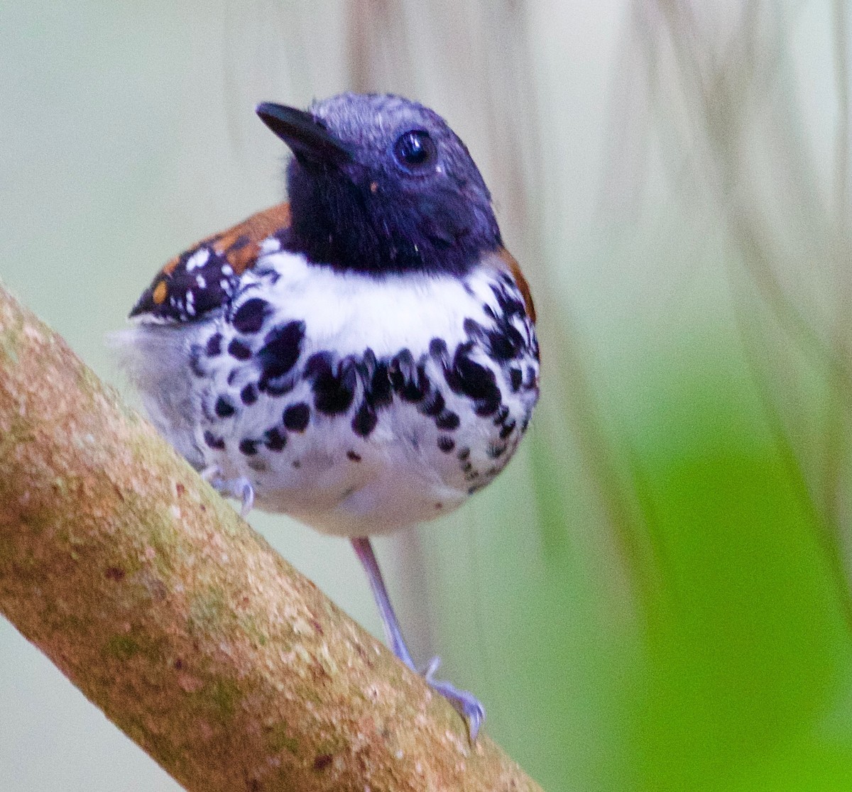 Spotted Antbird - ML25884721