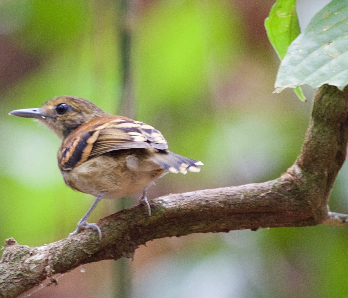 Spotted Antbird - ML25884731