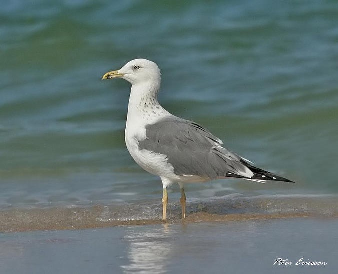 Lesser Black-backed Gull (Heuglin's) - Peter Ericsson
