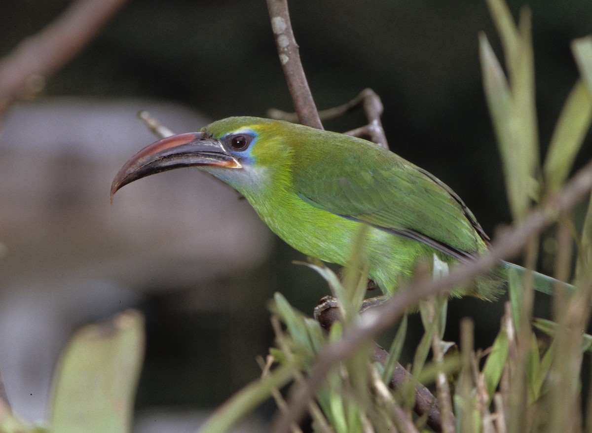 Groove-billed Toucanet (Groove-billed) - ML258848931