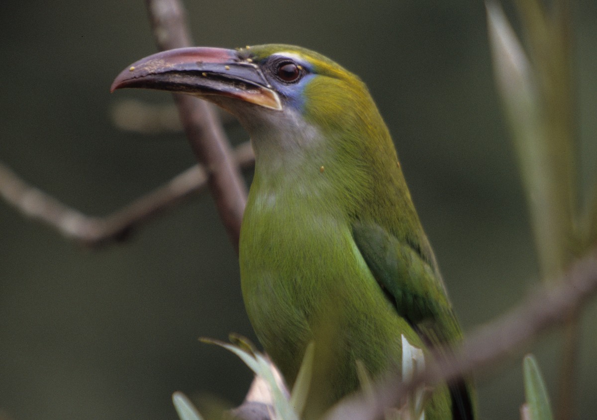 Groove-billed Toucanet (Groove-billed) - ML258849071