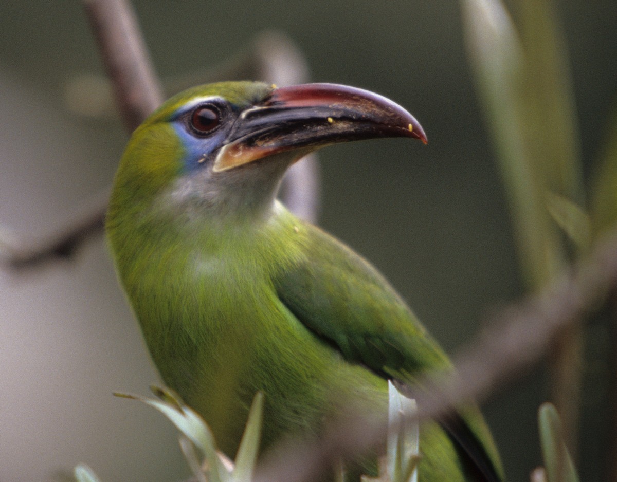 Groove-billed Toucanet (Groove-billed) - ML258849081