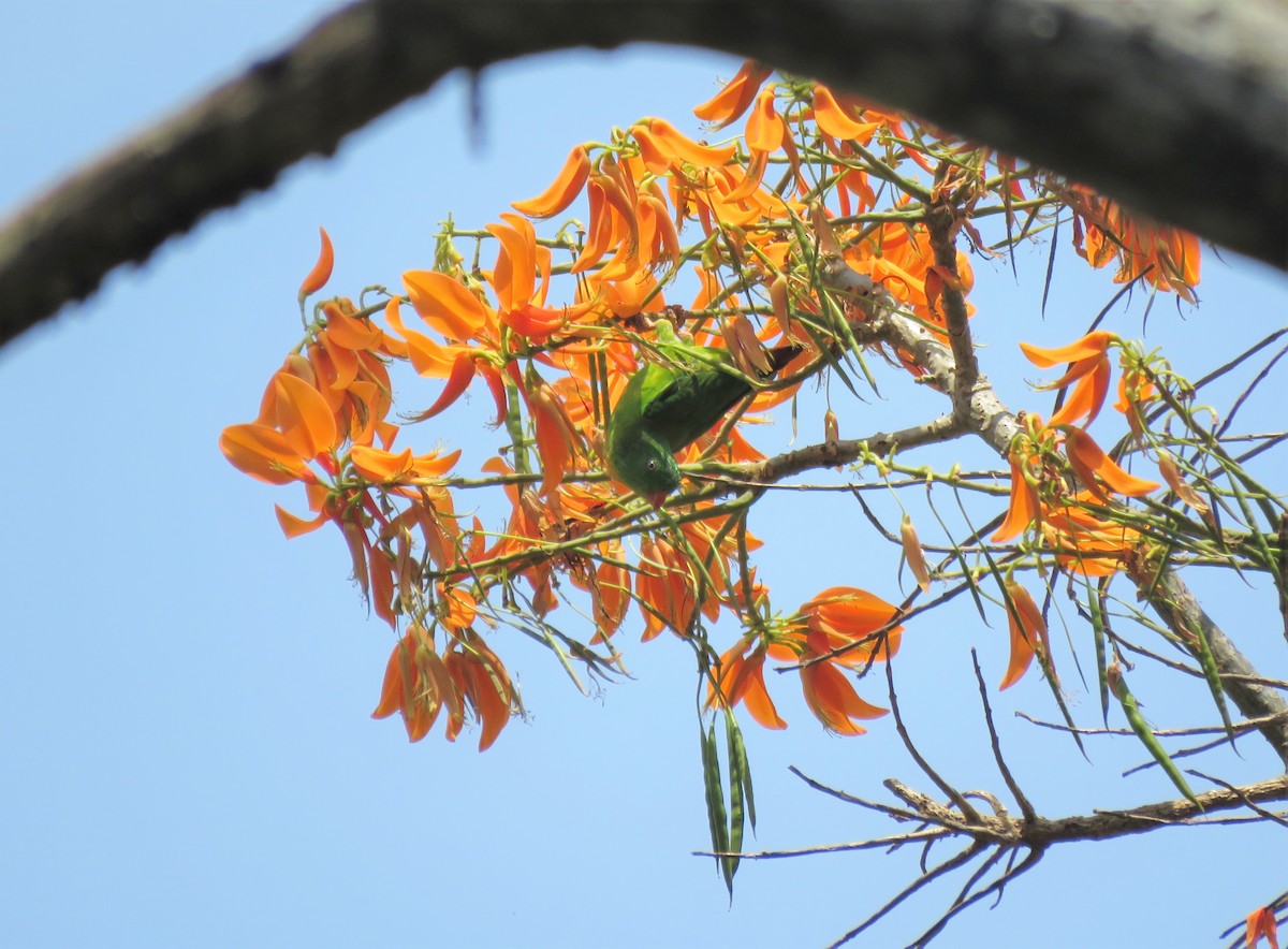 Yellow-throated Hanging-Parrot - ML258849171