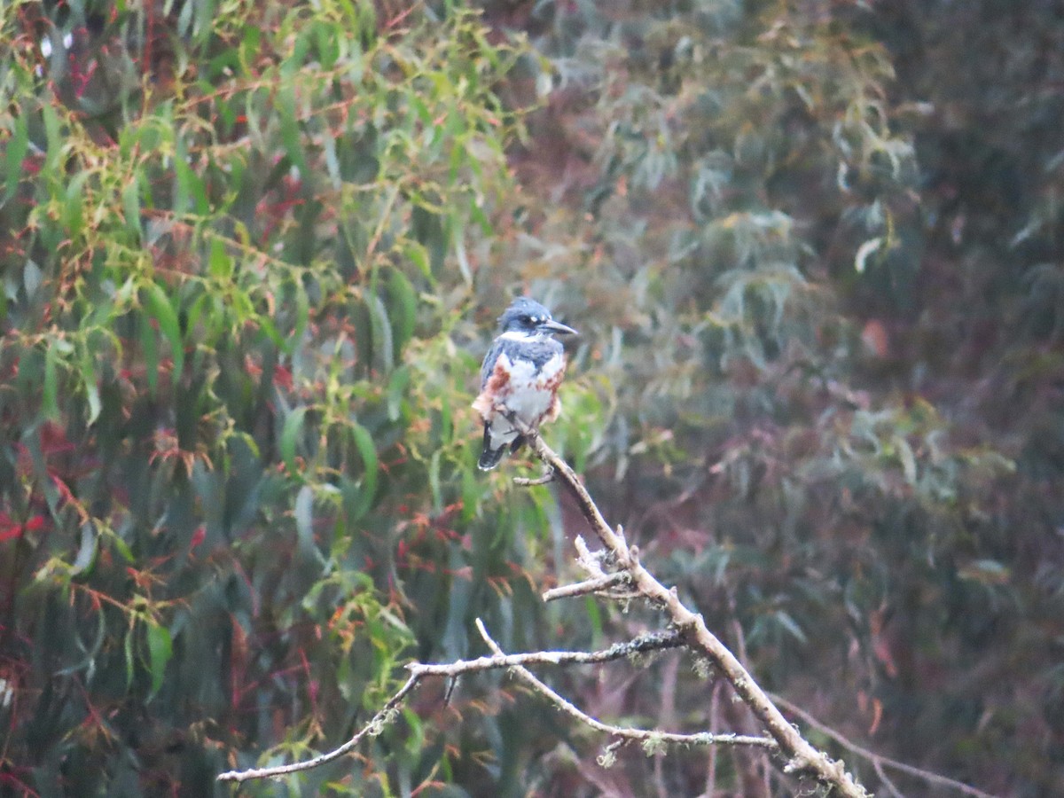 Belted Kingfisher - Andy N