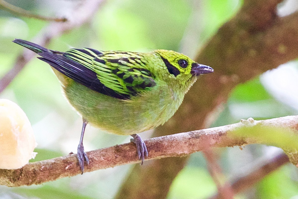 Emerald Tanager - ML25884981