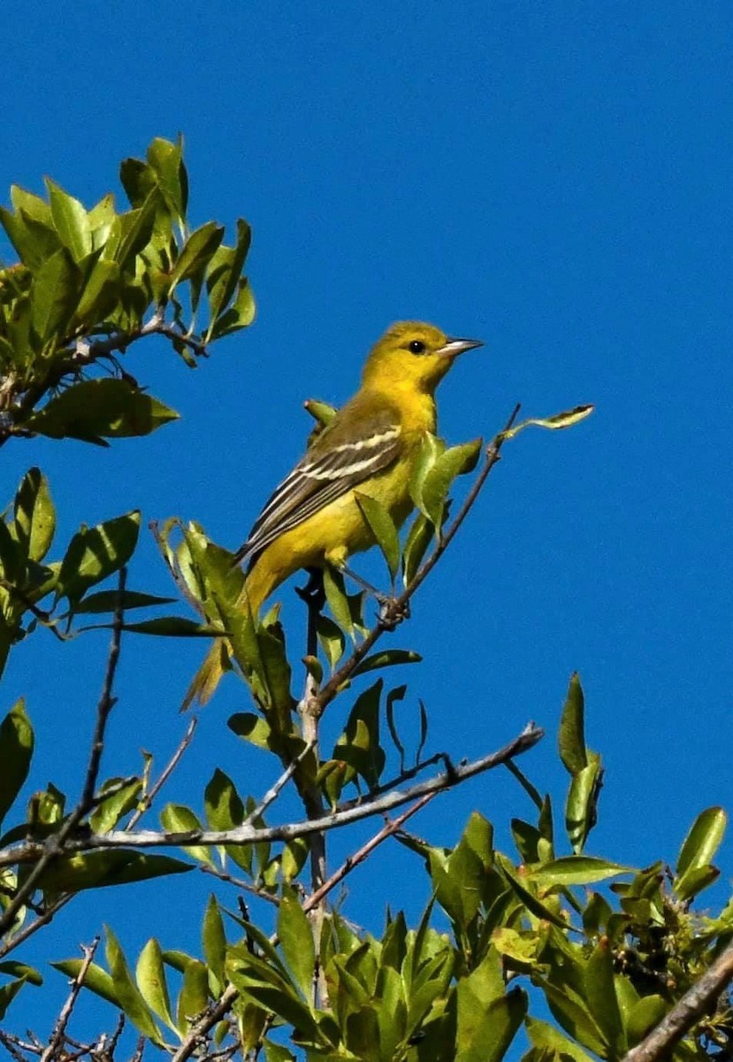 Orchard Oriole - ML258855061