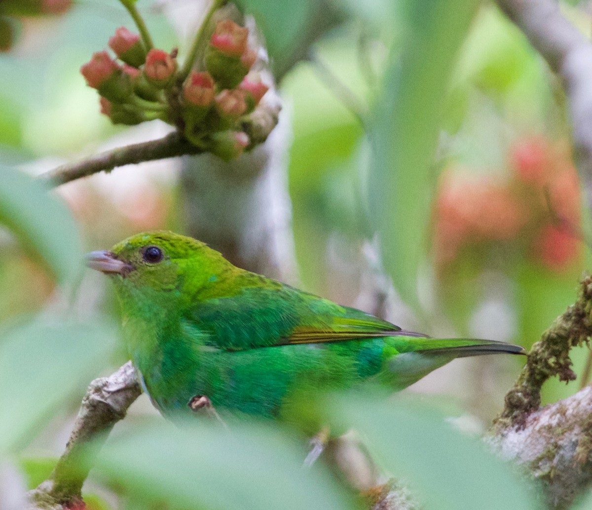 Rufous-winged Tanager - ML25885931