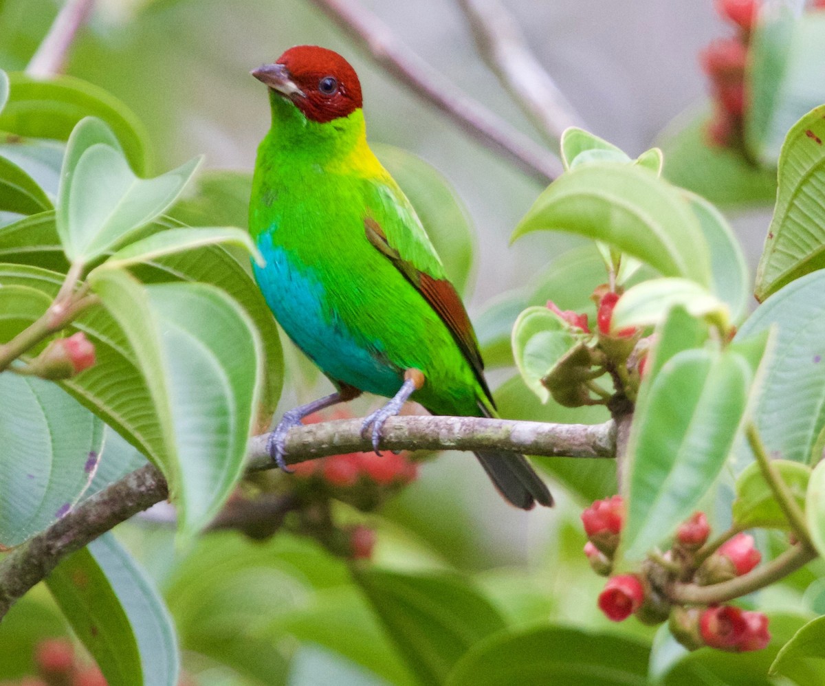 Rufous-winged Tanager - ML25885941