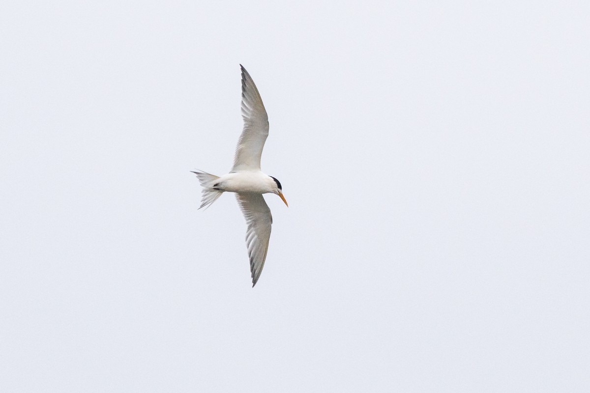 Great Crested Tern - ML258859931