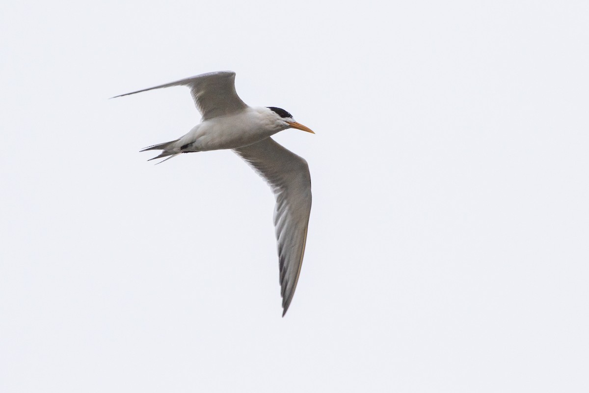 Great Crested Tern - ML258860081