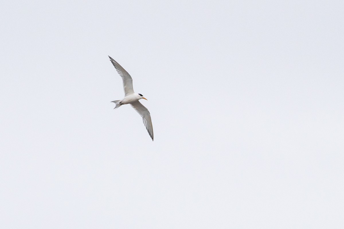 Great Crested Tern - ML258860091