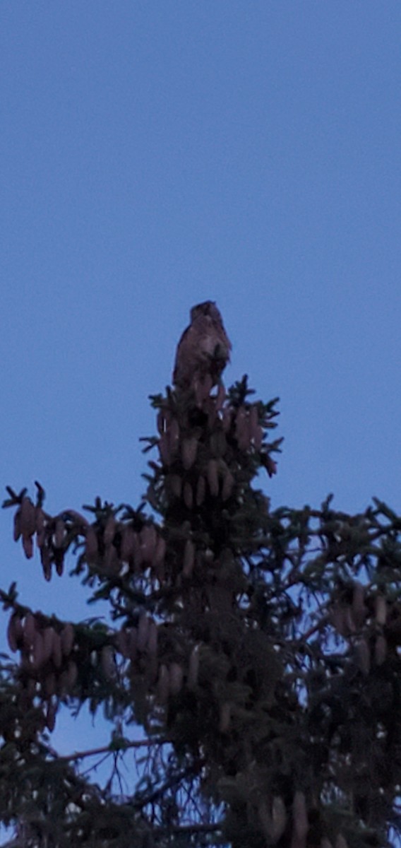 Great Horned Owl - ML258860261